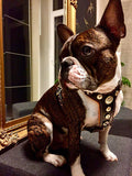 The ''Bijou'' harness Black & Orange Small to Medium Size